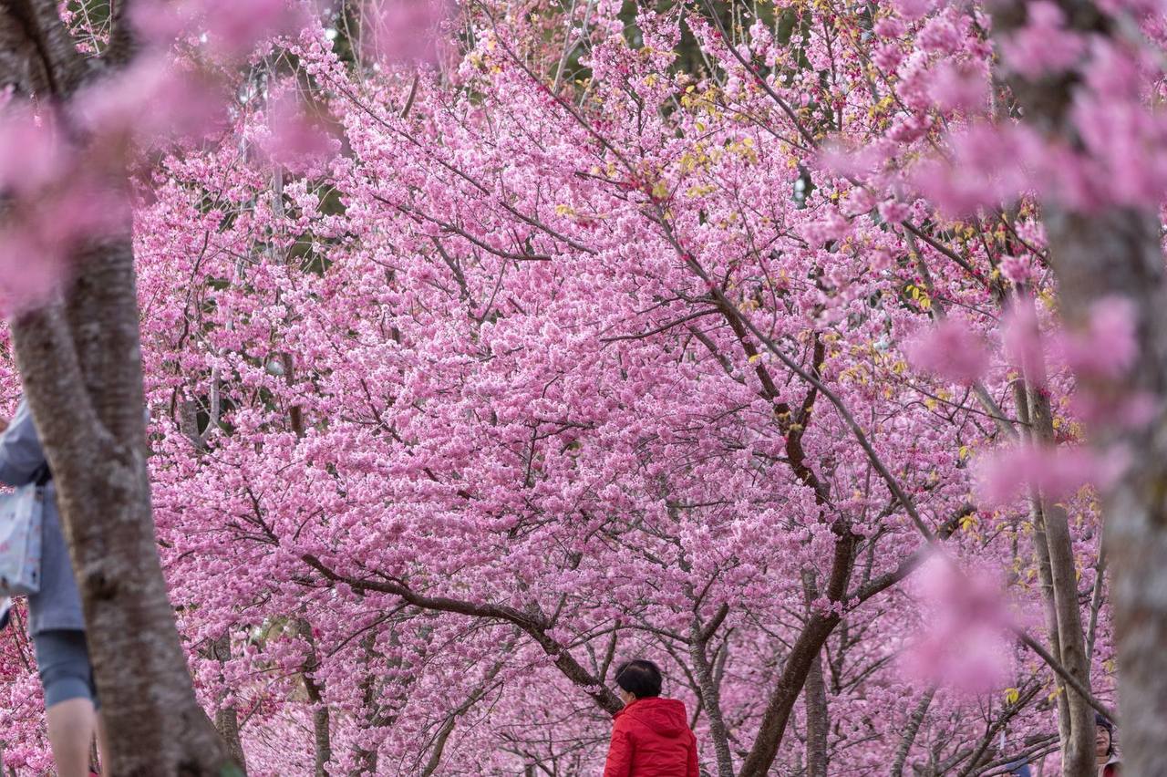 山巔的粉紅詩篇：福壽山櫻花季